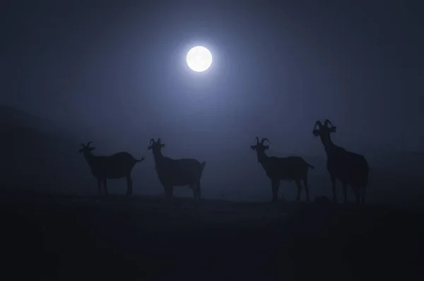 Cabras chifrudas à noite — Fotografia de Stock