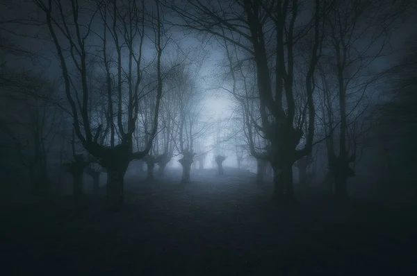 Страшний темний ліс з моторошними деревами — стокове фото