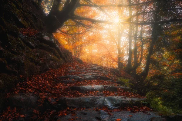 Piękne ścieżki w lesie, jesień — Zdjęcie stockowe
