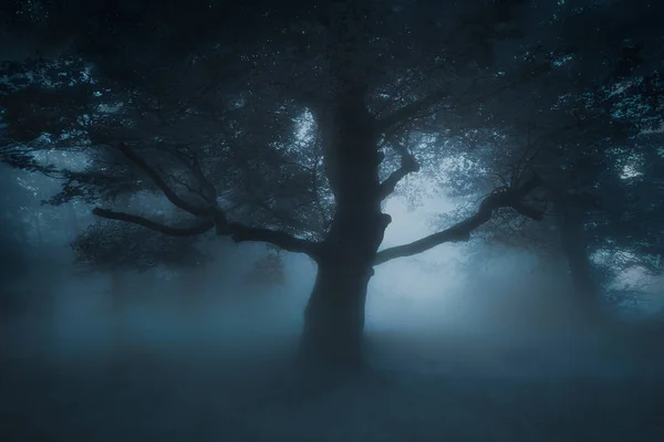 Scary creepy tree on nightmare forest — Stock Photo, Image