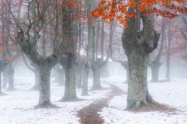 Ścieżka śnieg w lesie Urkiola — Zdjęcie stockowe