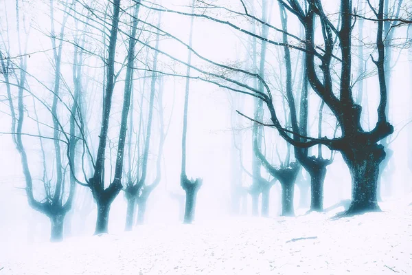 Forêt enneigée mystérieuse en hiver — Photo