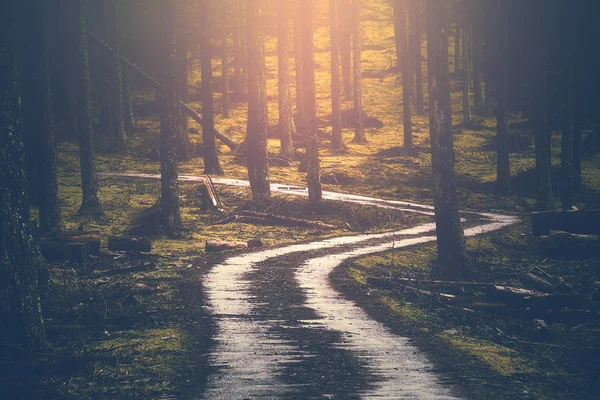 Lane landweg in het bos — Stockfoto