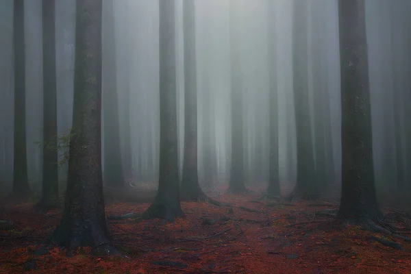 Nebelschwaden Fantasie verträumter Wald — Stockfoto