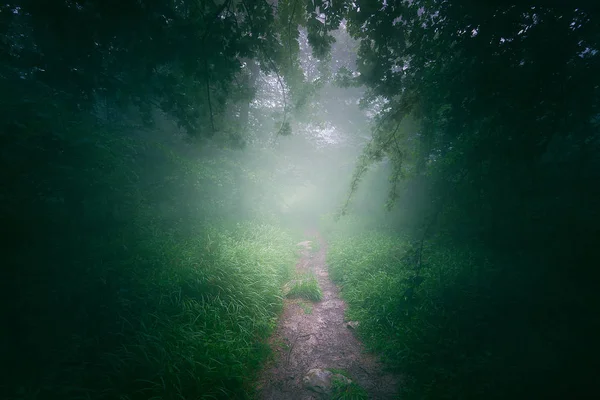 Sisli Orman yolundaki — Stok fotoğraf