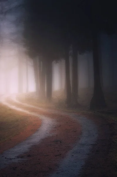 Camino en el oscuro bosque de niebla — Foto de Stock
