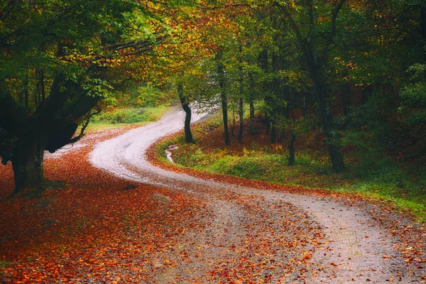 Strada nella foresta autunnale — Foto Stock