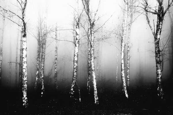雾气的怪异森林在黑色和白色 — 图库照片