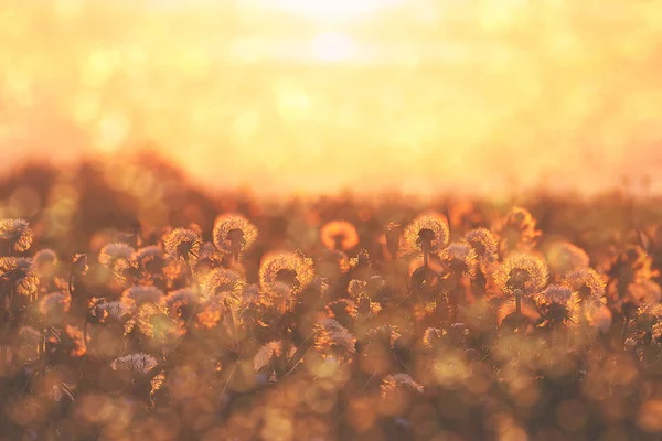 Grupo de flores de dente-de-leão ao pôr-do-sol com flor e pólen — Fotografia de Stock