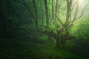 fantasy  forest with fog in spring clipart