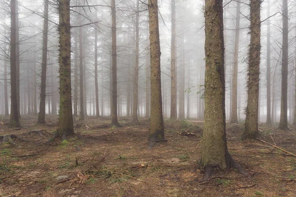 Δάσος κωνοφόρων με γυμνά κορμοί το χειμώνα — Φωτογραφία Αρχείου