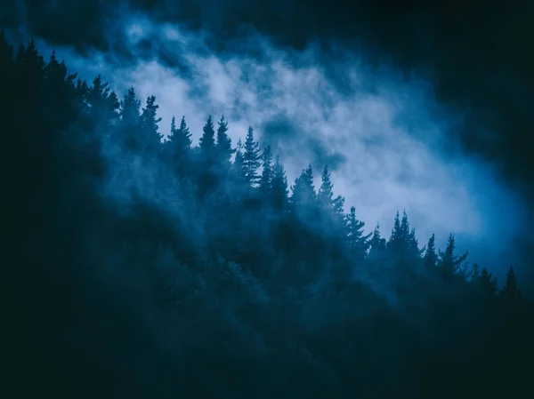 Floresta nebulosa misteriosa assustadora à noite — Fotografia de Stock