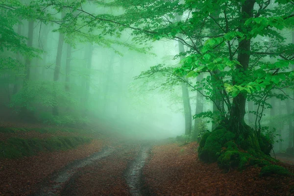 Caminho na floresta nebulosa na primavera — Fotografia de Stock