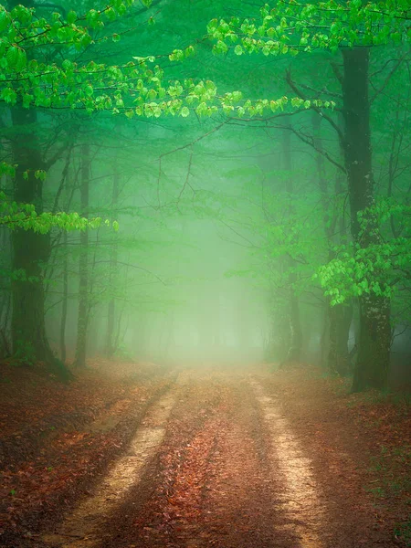 Sökvägen i dimmigt skogen på våren — Stockfoto