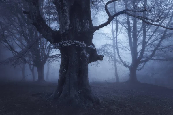 Misteriosa foresta oscura di notte — Foto Stock