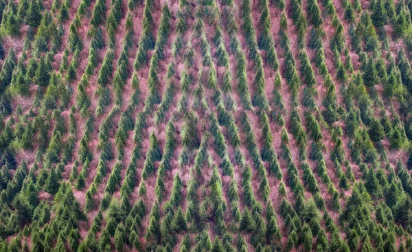 Fundo da floresta com padrão de árvores — Fotografia de Stock
