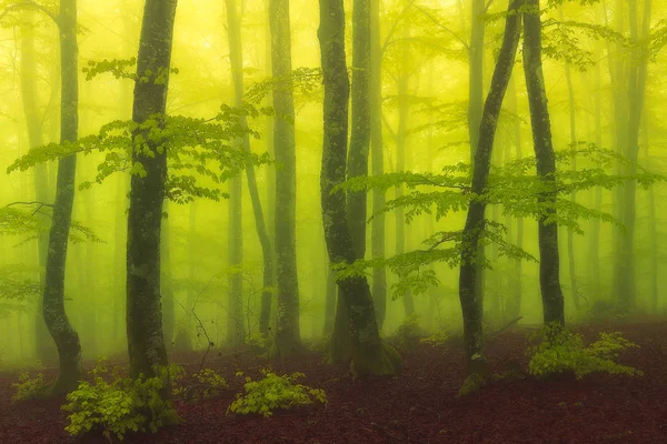 Forêt de hêtres brumeux et magique avec belle lumière du soleil — Photo