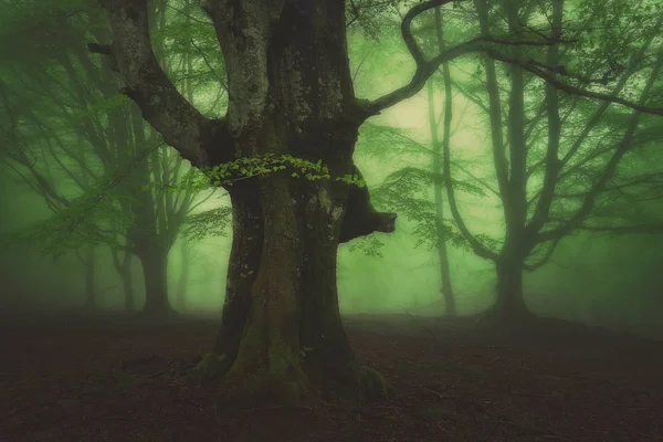 Mystérieuse forêt brumeuse — Photo