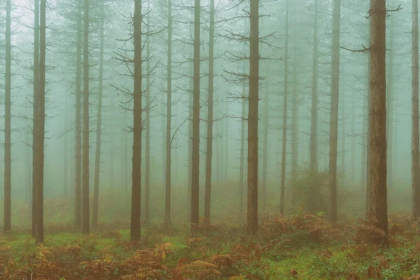 Vintage Barrträd Skogen Med Nakna Trädstammar Och Dimma — Stockfoto