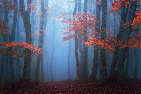 Fantasia Foresta Lunatica Autunno — Foto Stock