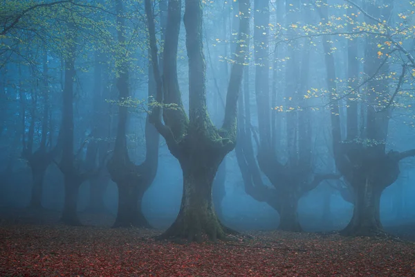 Bosque oscuro malhumorado en otoño — Foto de Stock