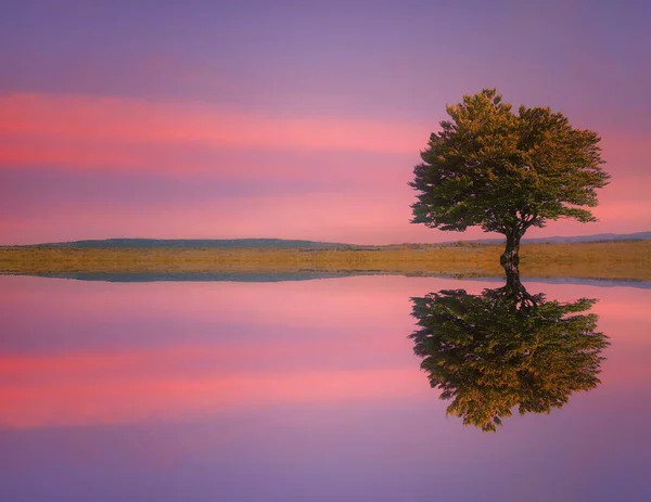 Árbol solitario en el prado con reflejos de agua del lago al atardecer —  Fotos de Stock