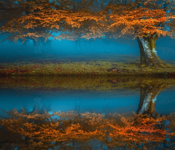 Σκοτεινό Δάσος Διάθεση Φθινόπωρο Κοντά Ένα Ποτάμι — Φωτογραφία Αρχείου
