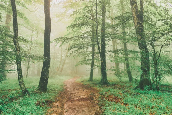 Pfad Grünen Wald Bei Nebel Frühling — Stockfoto