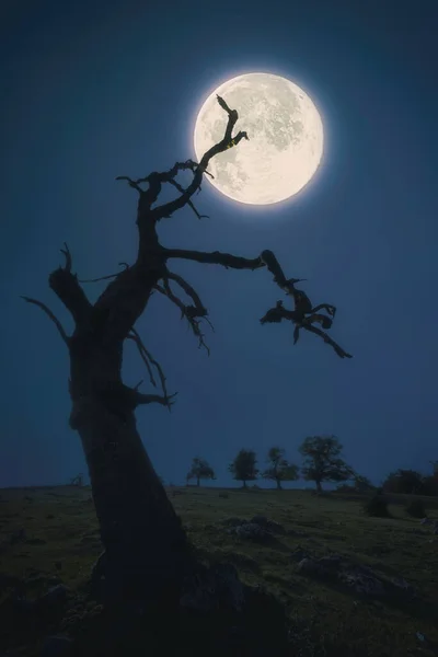 Árvore Assustador Assustador Noite Contra Lua Cheia Grande — Fotografia de Stock