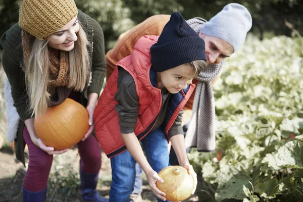 Whole family picking up pumpkins