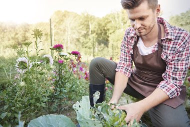 kendi alanında adam çiftçi