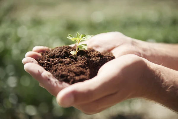 Let the seedling growth much bigger — Stock Photo, Image