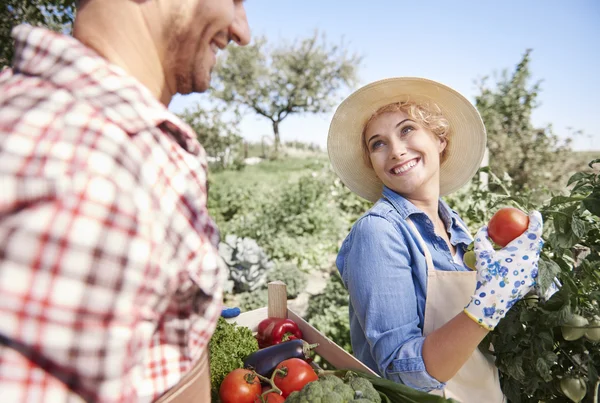 Young farmers on the field — Stock Photo, Image