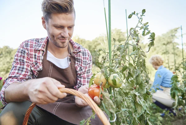 Mann Bauer auf seinem Feld — Stockfoto