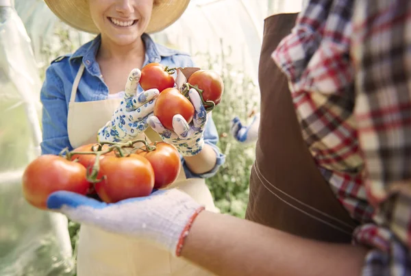 Bush de tomates apanhados por mulher e homem — Fotografia de Stock