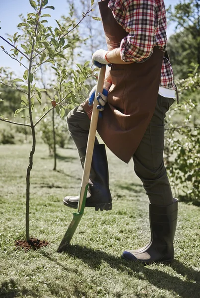 男は若い木を植える — ストック写真