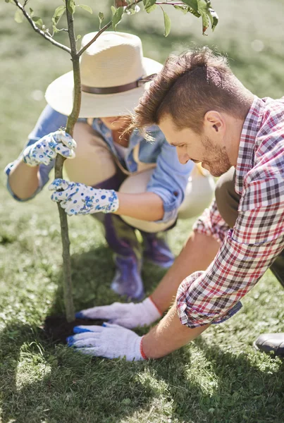 Man and woman planting young tree — Stock Photo, Image