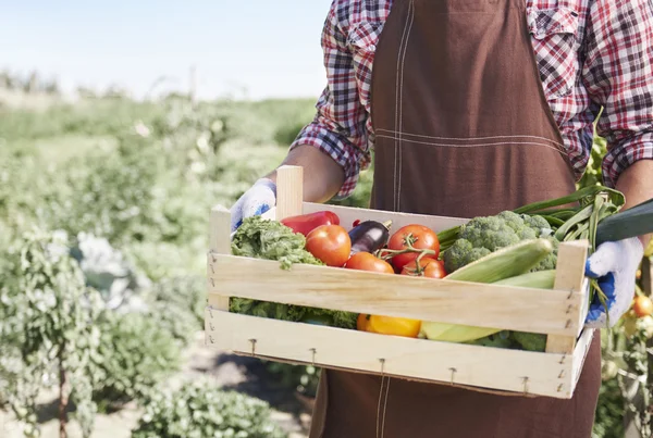 El granjero lleva una caja llena de verduras. — Foto de Stock