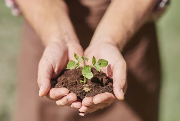 Let the seedling growth much bigger — Stock Photo, Image