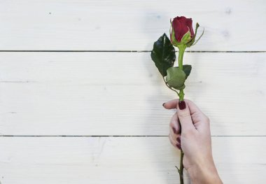 kırmızı gül ve mevcut