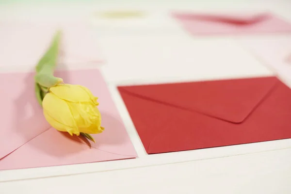 Beautiful yellow tulip — Stock Photo, Image