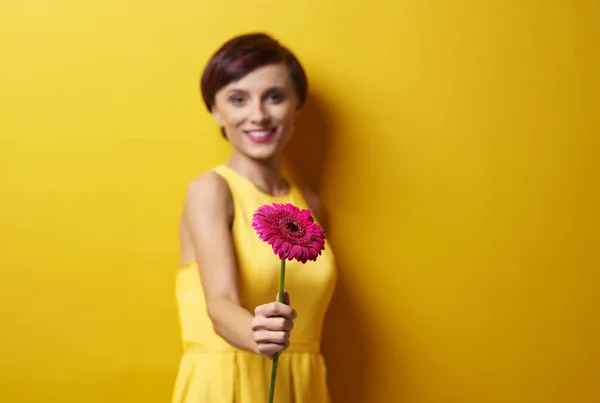 Kvinna anläggning rosa gerbera blomma — Stockfoto