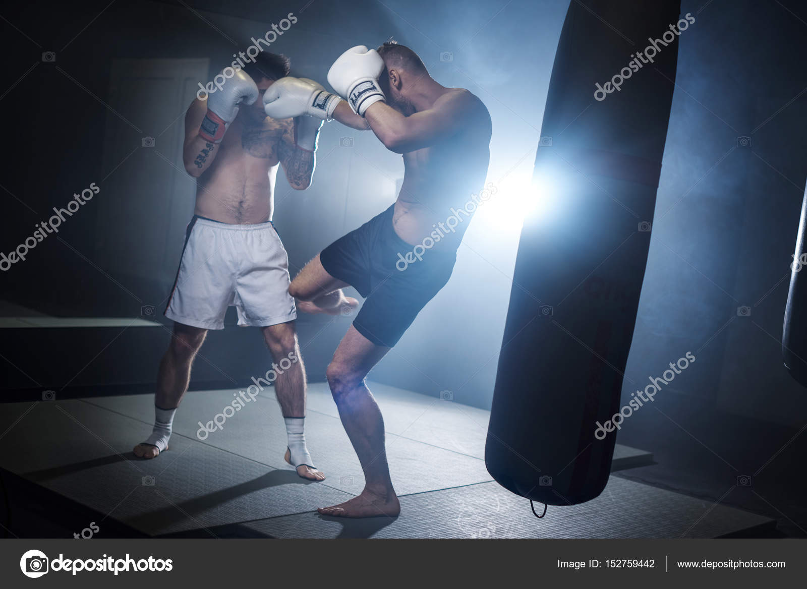 Will Two Male Boxers Get Along