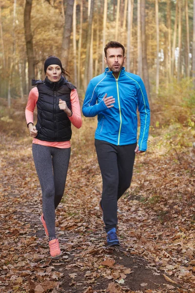 Good morning in the forest — Stock Photo, Image