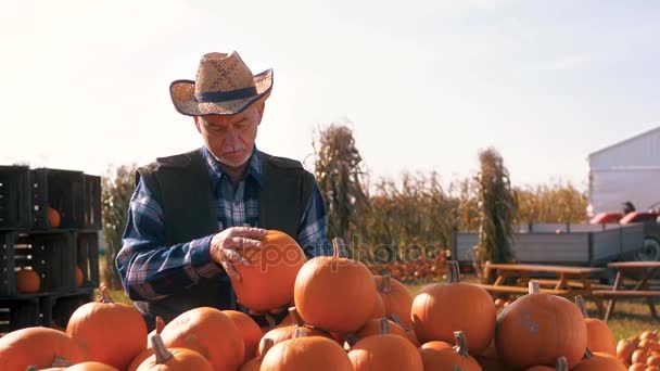 Hombre mayor revisando bien las calabazas — Vídeo de stock