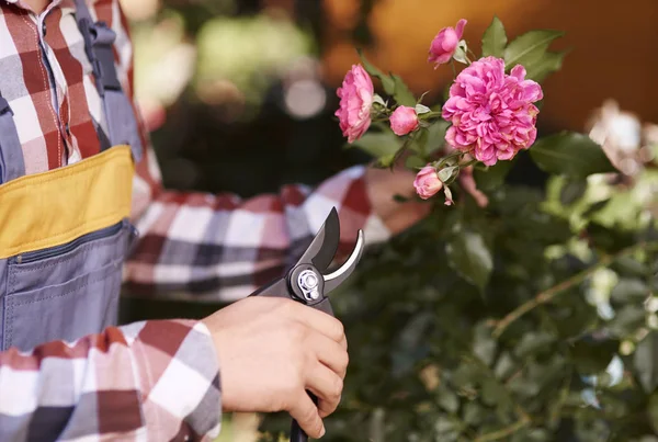 Menselijke Mannenhand Snoeien Bloem — Stockfoto