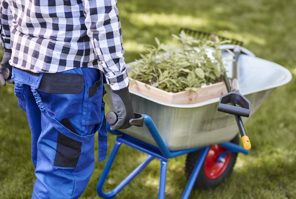 Unbekannter Schubst Schubkarre Voller Setzlinge — Stockfoto