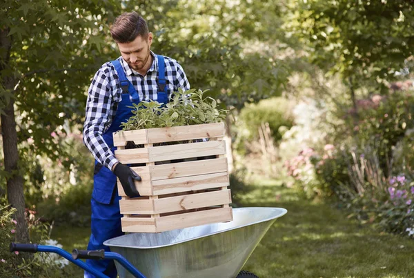 Gardener Putting Seedling Wheelbarrow — Stock Photo, Image