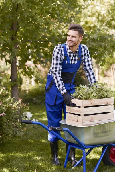 Jardineiro Levantando Caixa Madeira Com Seedlin — Fotografia de Stock