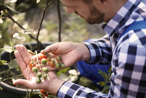 Drukke Boer Tomaten Serre Kijken — Stockfoto